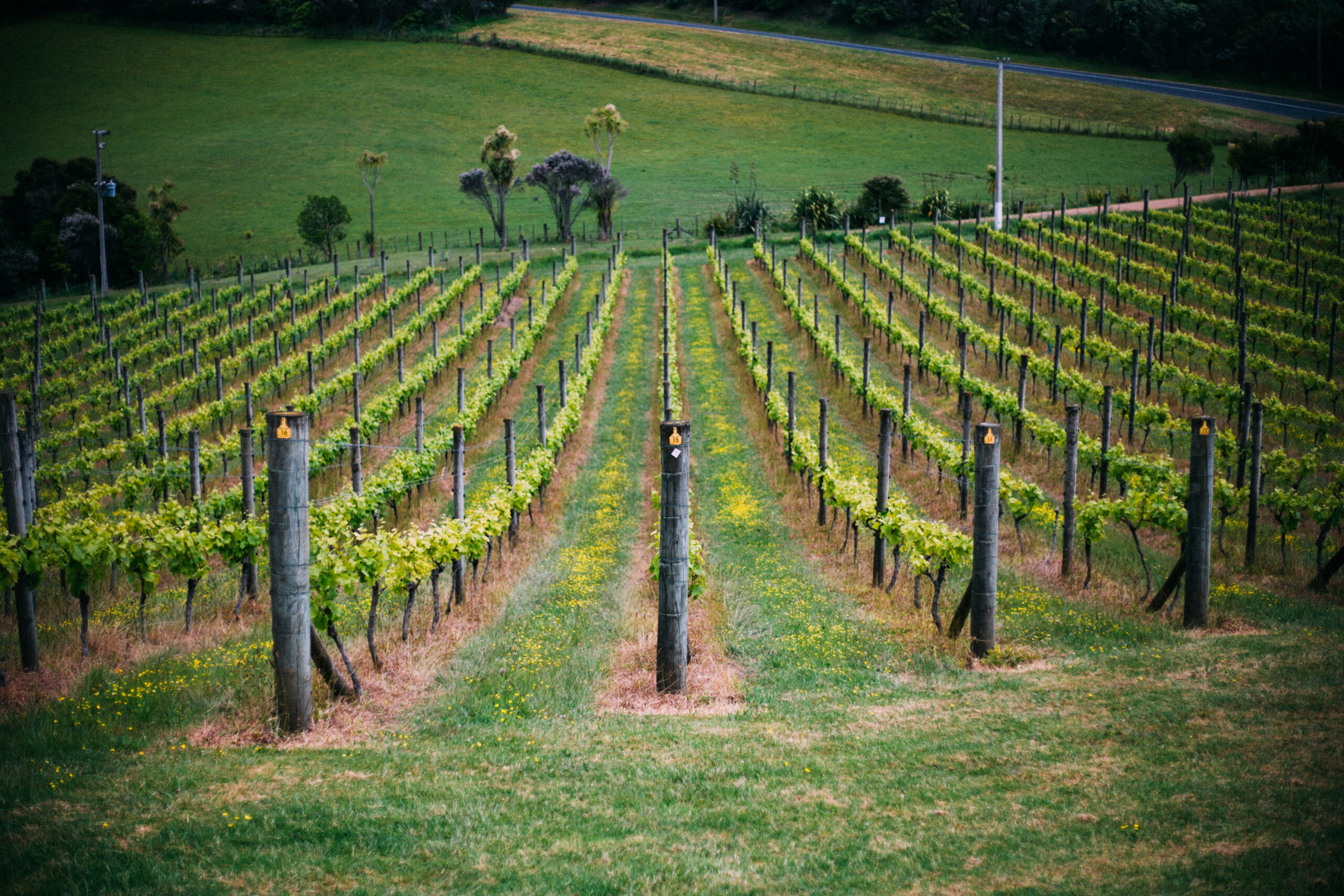 A lush vineyard with rows of grapevines stretches into the distance on an inclined landscape. The vines are supported by wooden posts, and the surrounding area is green with grass and trees. A road is visible in the background, lining the vineyard.