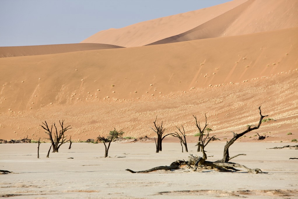 A stark landscape of Deadvlei in Namibia showcasing dead trees with a backdrop of towering red sand dunes under a clear sky.