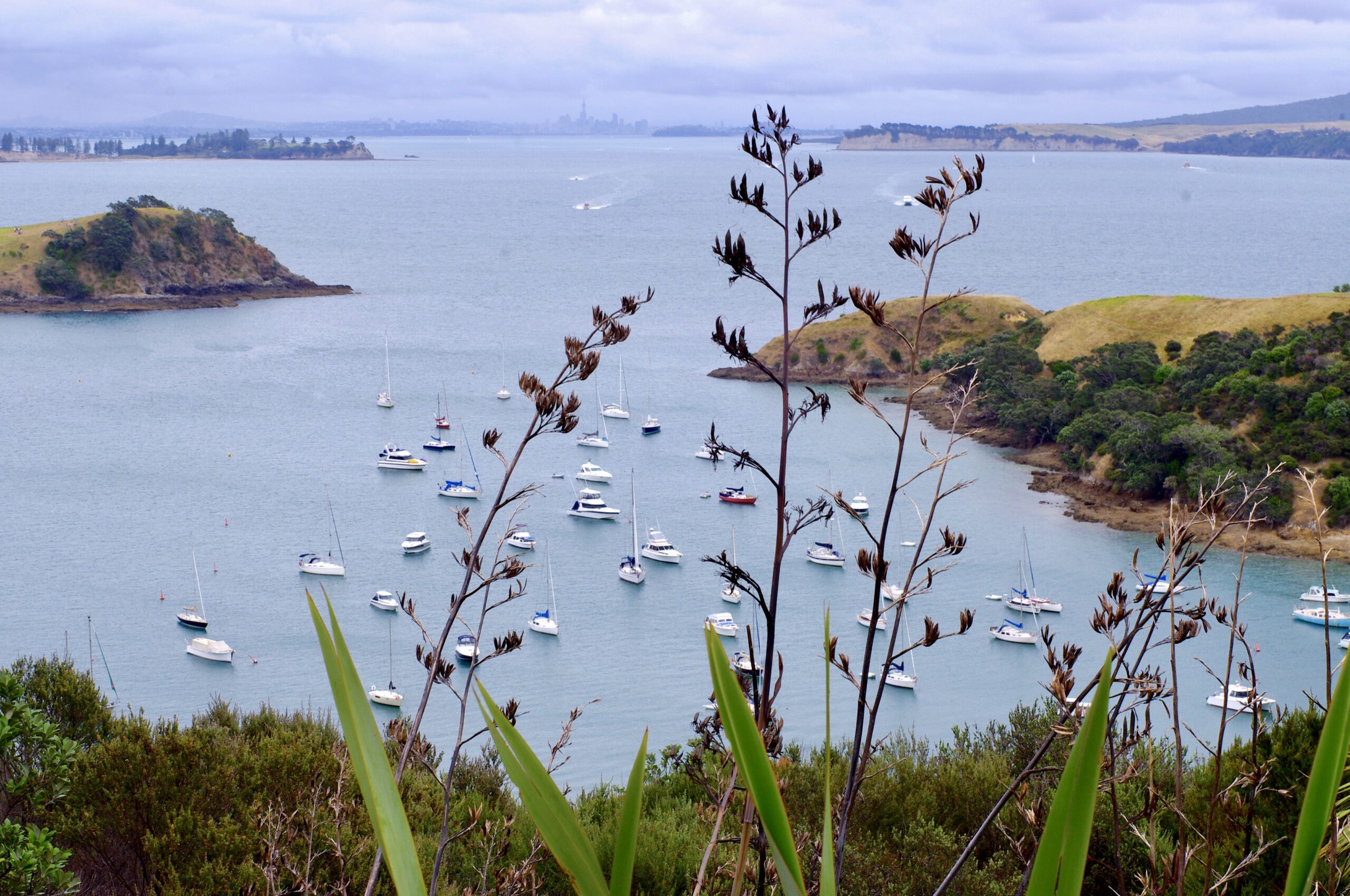 A scenic view of a bay dotted with numerous sailboats, framed by tall, slender plant stalks and leaves in the foreground. Rolling hills covered in greenery and small, tree-lined islands are visible, with a hazy city skyline in the distance under a cloudy sky.