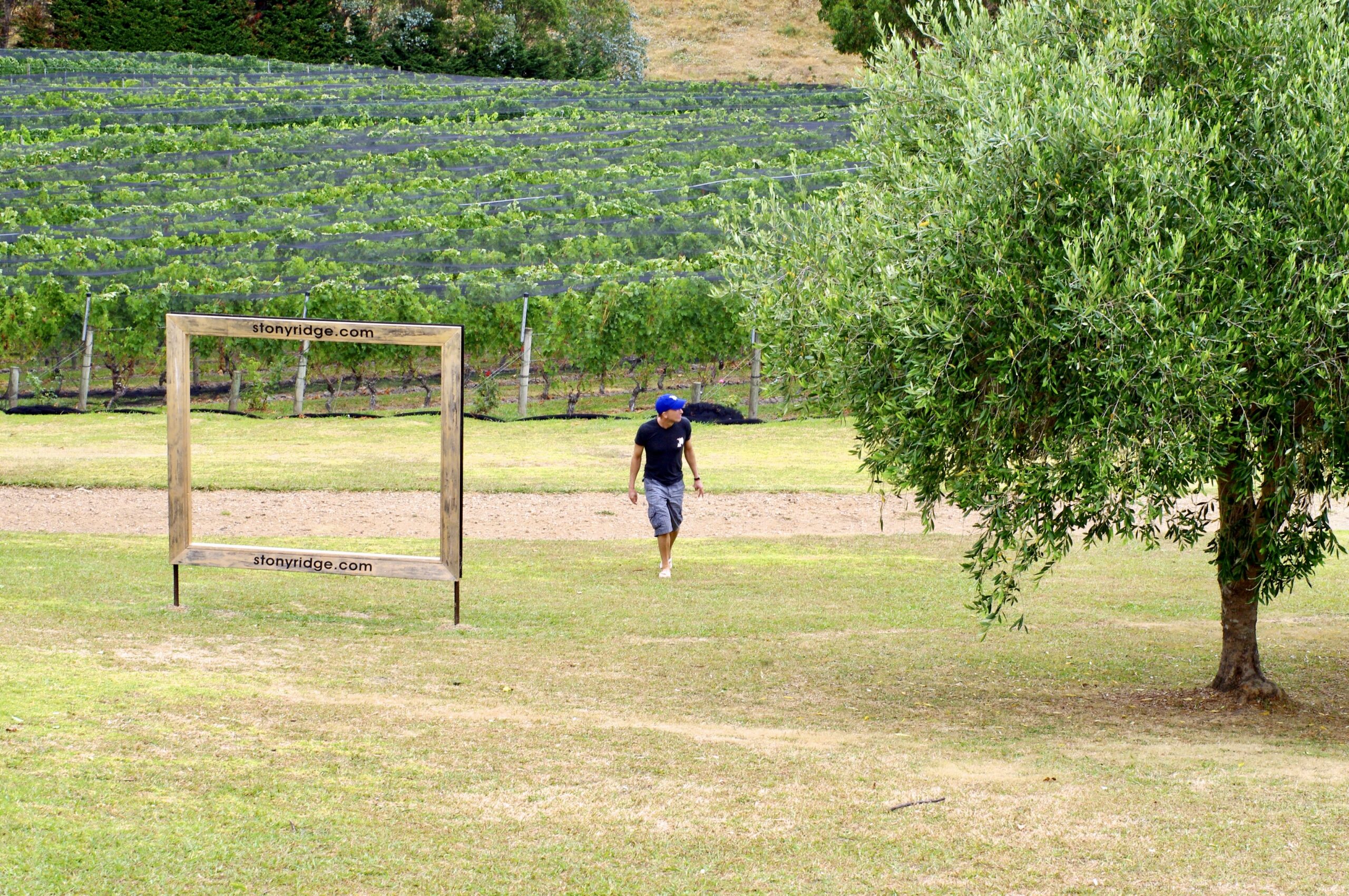 A person wearing a blue hat and black shirt walks across a grassy field towards a vineyard in the background. In the foreground, there is a large wooden picture frame with a website written on it. A tree is on the right side of the image.