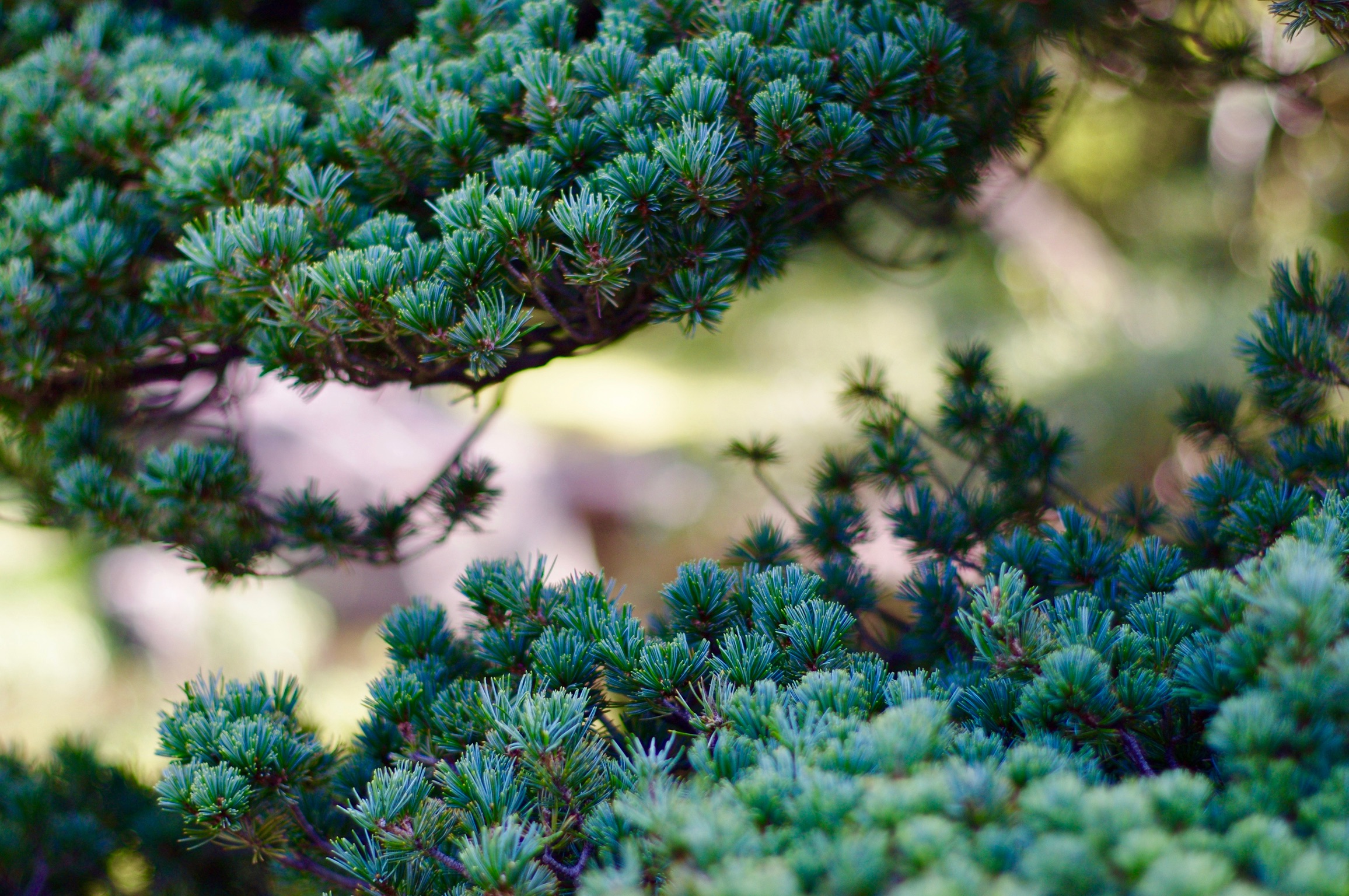 Close-up of dense, green, pine tree branches with needles fanning out. The background is blurred, highlighting the rich textures and vibrant colors of the foliage. The natural arrangement creates a serene and peaceful atmosphere.