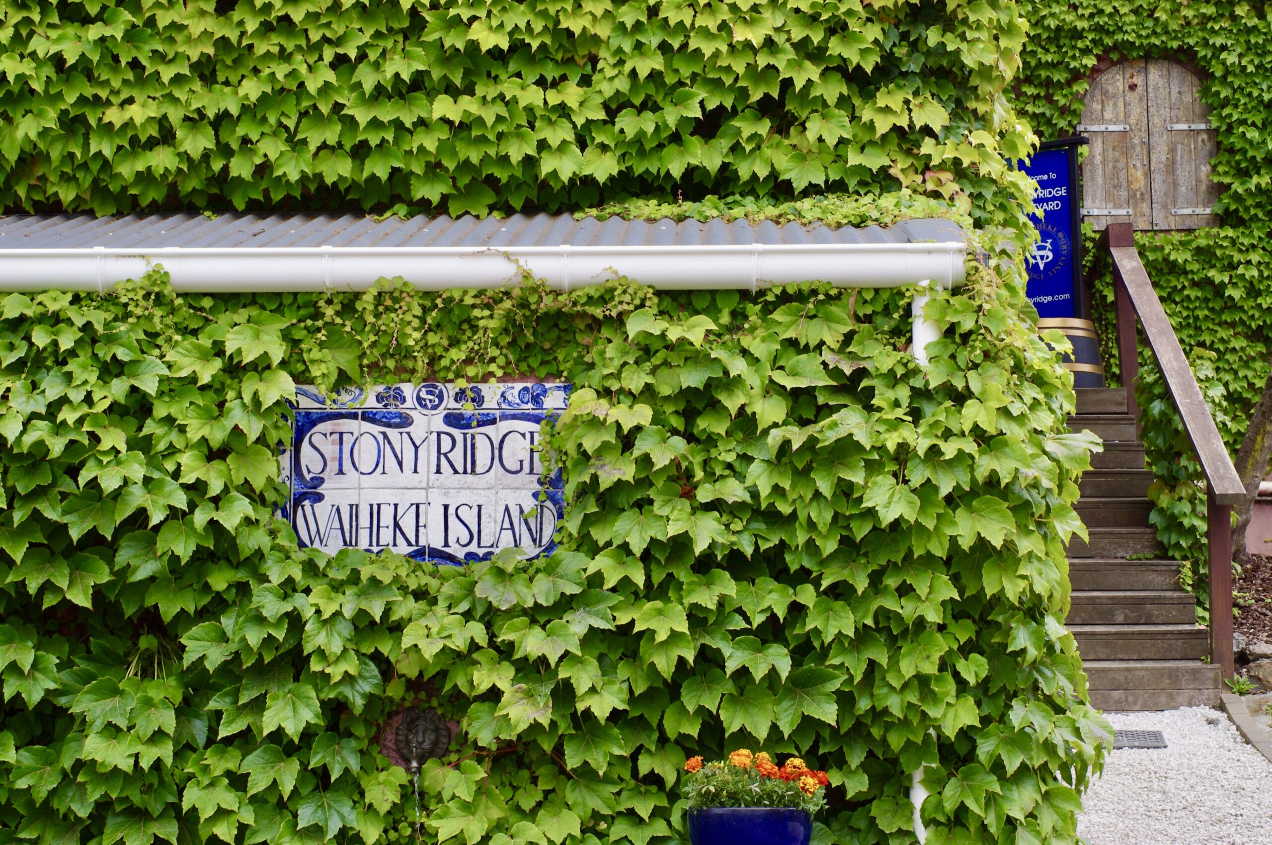 A building covered in lush green ivy features a blue and white sign that reads "Stony Ridge Waiheke Island." To the right, a wooden staircase with a handrail leads to a door. A blue planter with vibrant flowers sits below the sign.
