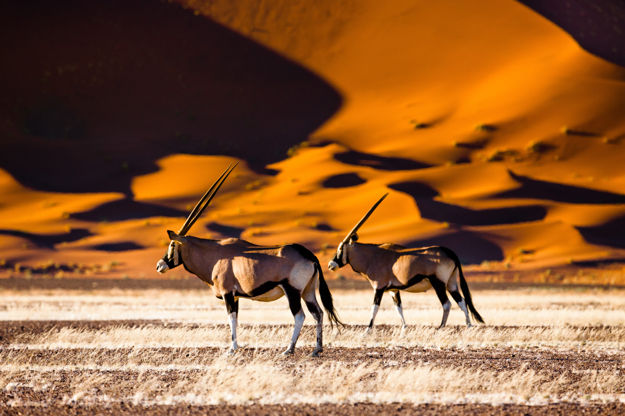 Two oryxes with long, straight horns stand side by side on a dry, grassy plain with dramatic orange sand dunes in the background under a bright sky.