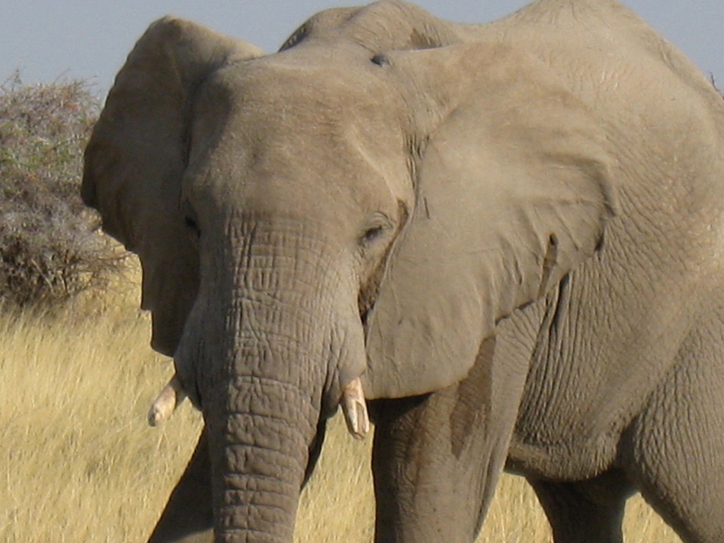 Close-up of an african elephant with its prominent ears and tusks, standing in a grassy savannah.