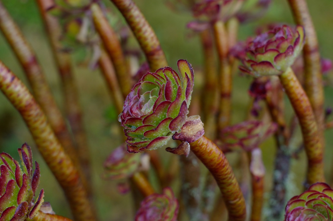 Close-up of an Aeonium arboreum plant with thick, fleshy stems and rose-shaped rosettes of green leaves edged in purple. The background is blurred, highlighting the intricate detail and colors of the succulent's foliage.