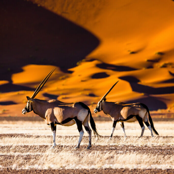 Two oryxes with long, straight horns stand side by side on a dry, grassy plain with dramatic orange sand dunes in the background under a bright sky.